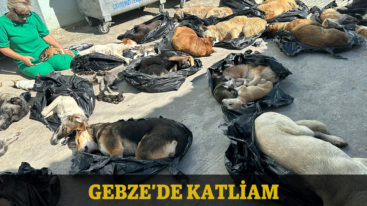 Gebze'de katliam: Kedileri ve köpekleri katlettiler