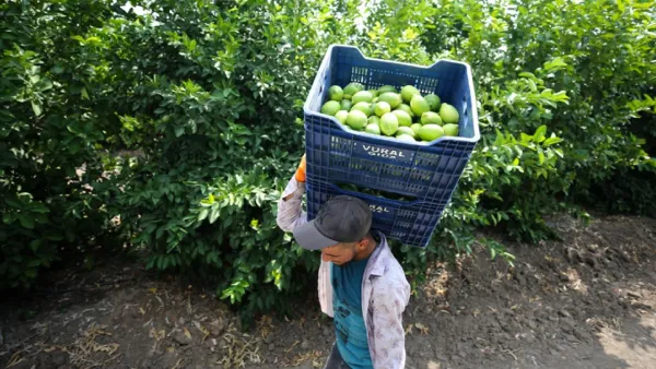 Limon dalında 1 lira iken markette nasıl 100 lira oldu?